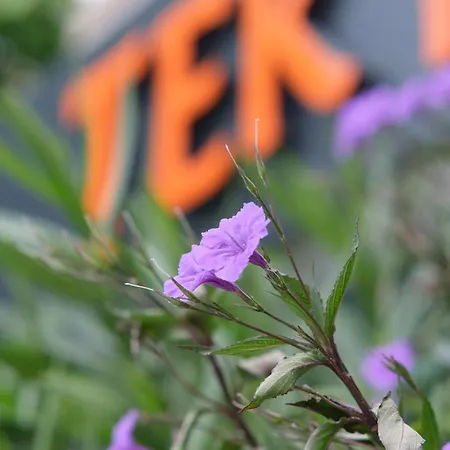 Tekhan Alacati Hotel *