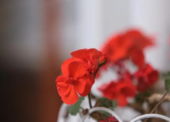 酒店 Tekhan Alacati